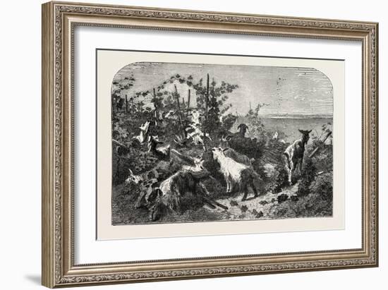 Salon of 1855, Goats, 1855-Filippo Palizzi-Framed Giclee Print