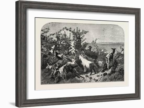 Salon of 1855, Goats, 1855-Filippo Palizzi-Framed Giclee Print
