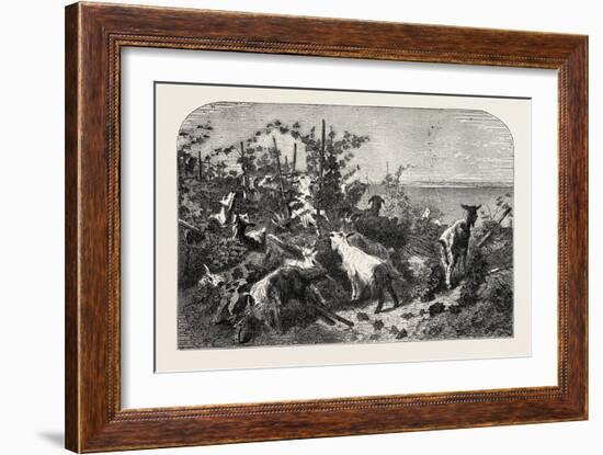 Salon of 1855, Goats, 1855-Filippo Palizzi-Framed Giclee Print