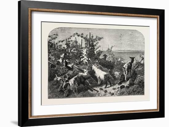 Salon of 1855, Goats, 1855-Filippo Palizzi-Framed Giclee Print