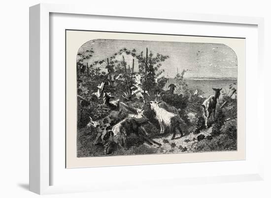 Salon of 1855, Goats, 1855-Filippo Palizzi-Framed Giclee Print