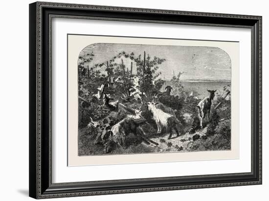 Salon of 1855, Goats, 1855-Filippo Palizzi-Framed Giclee Print