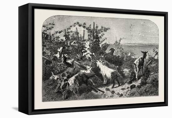 Salon of 1855, Goats, 1855-Filippo Palizzi-Framed Premier Image Canvas