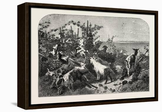 Salon of 1855, Goats, 1855-Filippo Palizzi-Framed Premier Image Canvas