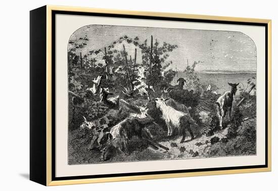 Salon of 1855, Goats, 1855-Filippo Palizzi-Framed Premier Image Canvas