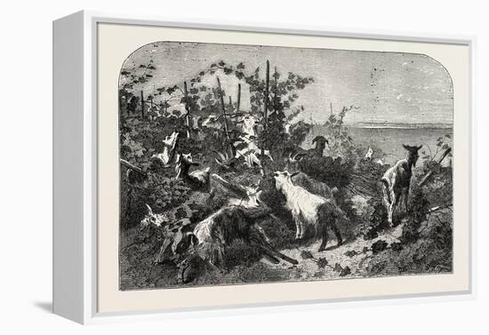 Salon of 1855, Goats, 1855-Filippo Palizzi-Framed Premier Image Canvas