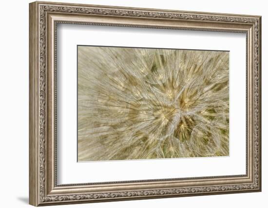 Salsify or Oyster Plant Seed Pod, Louisville, Kentucky, Tragopogon Porrifoliu-Adam Jones-Framed Photographic Print