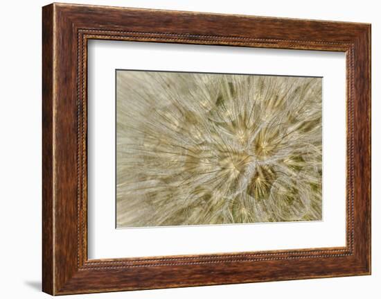 Salsify or Oyster Plant Seed Pod, Louisville, Kentucky, Tragopogon Porrifoliu-Adam Jones-Framed Photographic Print