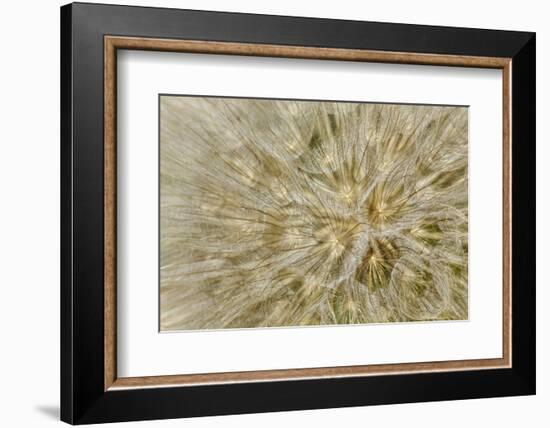 Salsify or Oyster Plant Seed Pod, Louisville, Kentucky, Tragopogon Porrifoliu-Adam Jones-Framed Photographic Print