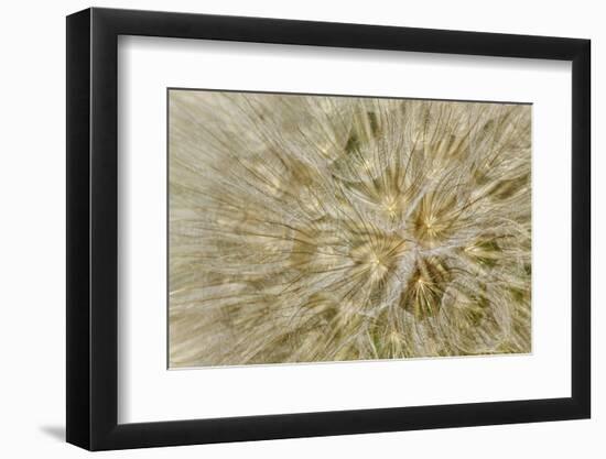 Salsify or Oyster Plant Seed Pod, Louisville, Kentucky, Tragopogon Porrifoliu-Adam Jones-Framed Photographic Print