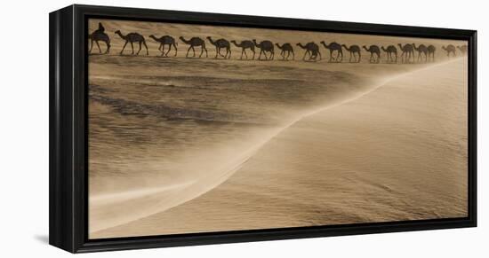 Salt caravan, Sahara Desert, Mali-Art Wolfe-Framed Premier Image Canvas