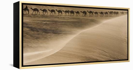 Salt caravan, Sahara Desert, Mali-Art Wolfe-Framed Premier Image Canvas