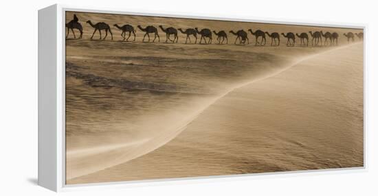 Salt caravan, Sahara Desert, Mali-Art Wolfe-Framed Premier Image Canvas