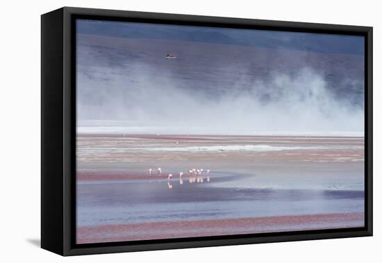 Salt Dust Shrouds James' Flamingos Foraging in Laguna Colorada-Alex Saberi-Framed Premier Image Canvas