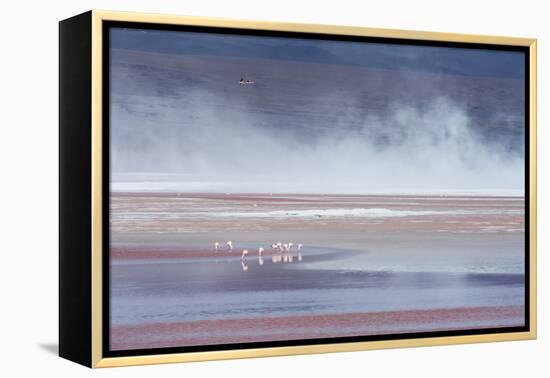 Salt Dust Shrouds James' Flamingos Foraging in Laguna Colorada-Alex Saberi-Framed Premier Image Canvas