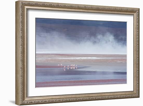 Salt Dust Shrouds James' Flamingos Foraging in Laguna Colorada-Alex Saberi-Framed Photographic Print