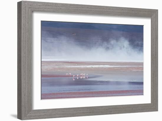 Salt Dust Shrouds James' Flamingos Foraging in Laguna Colorada-Alex Saberi-Framed Photographic Print