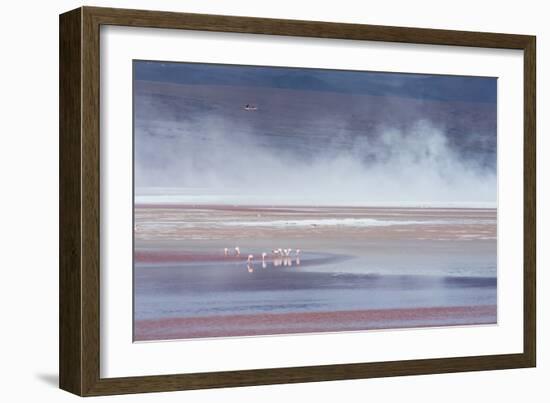 Salt Dust Shrouds James' Flamingos Foraging in Laguna Colorada-Alex Saberi-Framed Photographic Print