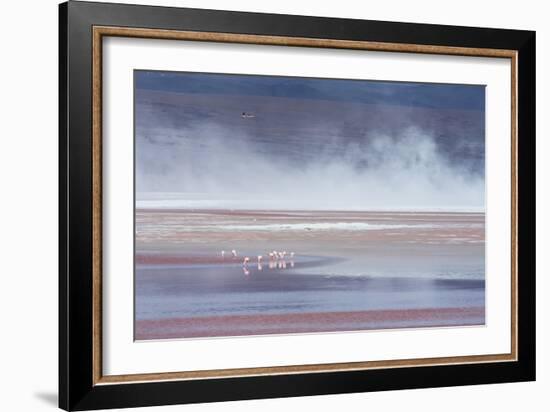 Salt Dust Shrouds James' Flamingos Foraging in Laguna Colorada-Alex Saberi-Framed Photographic Print