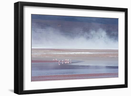 Salt Dust Shrouds James' Flamingos Foraging in Laguna Colorada-Alex Saberi-Framed Photographic Print