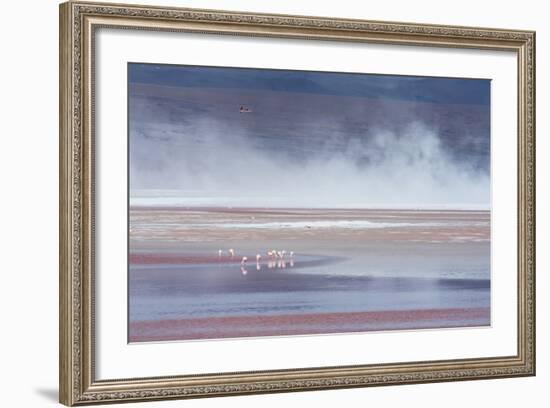 Salt Dust Shrouds James' Flamingos Foraging in Laguna Colorada-Alex Saberi-Framed Photographic Print