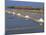 Salt Pans in Marshes, Ile De Re, Poitou Charentes, France, Europe-Thouvenin Guy-Mounted Photographic Print