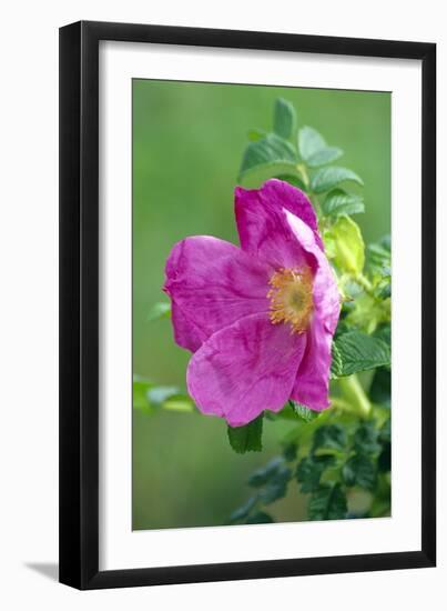 Salt Spray Rose Flower (Rosa Rugosa)-Dr^ Nick-Framed Photographic Print