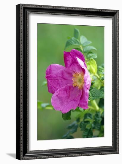 Salt Spray Rose Flower (Rosa Rugosa)-Dr^ Nick-Framed Photographic Print