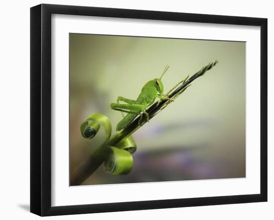 Saltamontes-Jimmy Hoffman-Framed Giclee Print