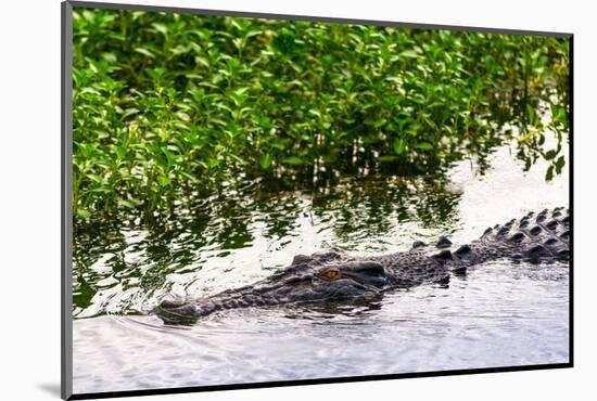 Saltwater crocodile at Yellow Water Wetlands and Billabong, Kakadu National Park, UNESCO World Heri-Andrew Michael-Mounted Photographic Print