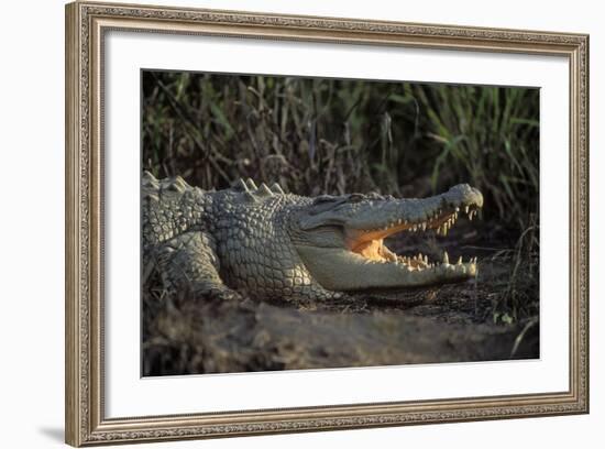 Saltwater Crocodile (Crocodylus Porosus) Northern Territory, Australia-Dave Watts-Framed Photographic Print