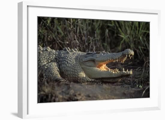 Saltwater Crocodile (Crocodylus Porosus) Northern Territory, Australia-Dave Watts-Framed Photographic Print