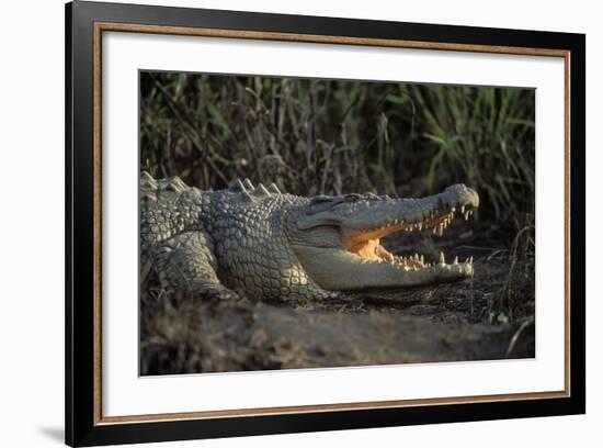 Saltwater Crocodile (Crocodylus Porosus) Northern Territory, Australia-Dave Watts-Framed Photographic Print