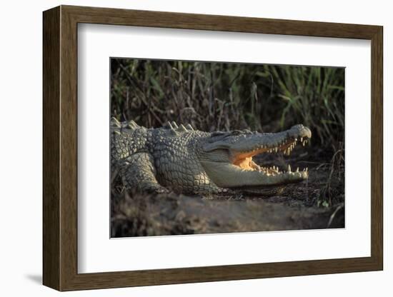 Saltwater Crocodile (Crocodylus Porosus) Northern Territory, Australia-Dave Watts-Framed Photographic Print