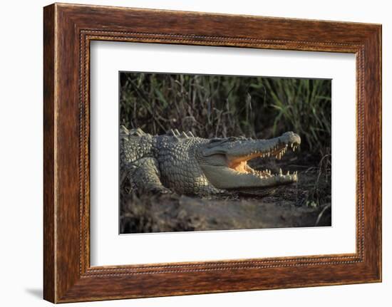 Saltwater Crocodile (Crocodylus Porosus) Northern Territory, Australia-Dave Watts-Framed Photographic Print