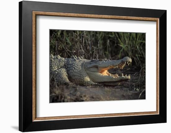 Saltwater Crocodile (Crocodylus Porosus) Northern Territory, Australia-Dave Watts-Framed Photographic Print