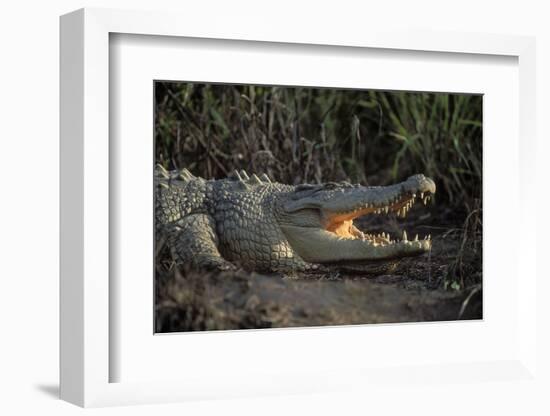 Saltwater Crocodile (Crocodylus Porosus) Northern Territory, Australia-Dave Watts-Framed Photographic Print