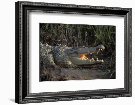 Saltwater Crocodile (Crocodylus Porosus) Northern Territory, Australia-Dave Watts-Framed Photographic Print