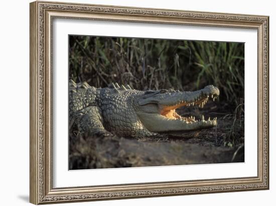 Saltwater Crocodile (Crocodylus Porosus) Northern Territory, Australia-Dave Watts-Framed Photographic Print