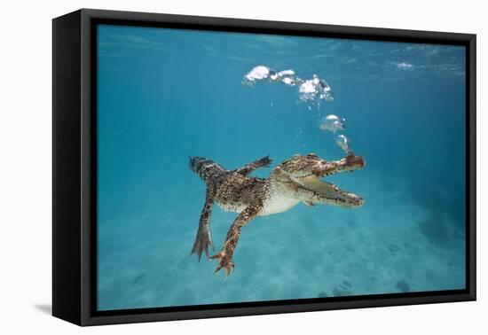 Saltwater Crocodile (Crocodylus Porosus), Queensland, Australia-Reinhard Dirscherl-Framed Premier Image Canvas