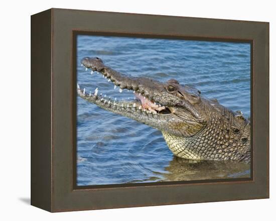 Saltwater Crocodile in Punta Sur Park, Isla De Cozumel (Cozumel Island), Cozumel, Mexico-Michael DeFreitas-Framed Premier Image Canvas