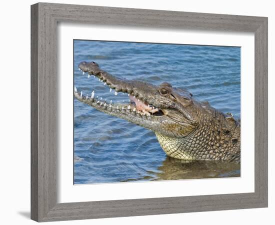 Saltwater Crocodile in Punta Sur Park, Isla De Cozumel (Cozumel Island), Cozumel, Mexico-Michael DeFreitas-Framed Photographic Print