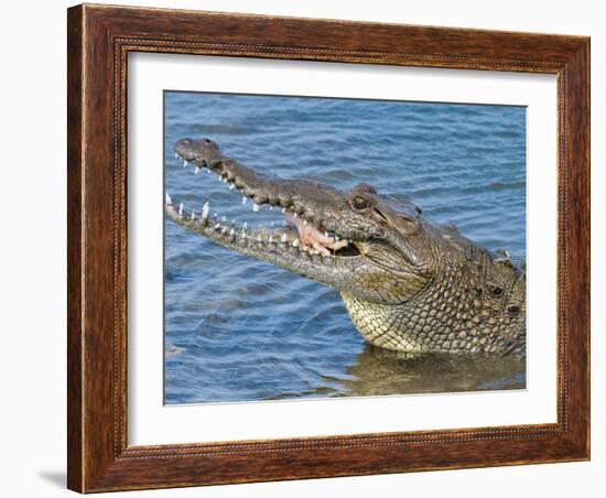 Saltwater Crocodile in Punta Sur Park, Isla De Cozumel (Cozumel Island), Cozumel, Mexico-Michael DeFreitas-Framed Photographic Print