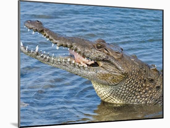 Saltwater Crocodile in Punta Sur Park, Isla De Cozumel (Cozumel Island), Cozumel, Mexico-Michael DeFreitas-Mounted Photographic Print