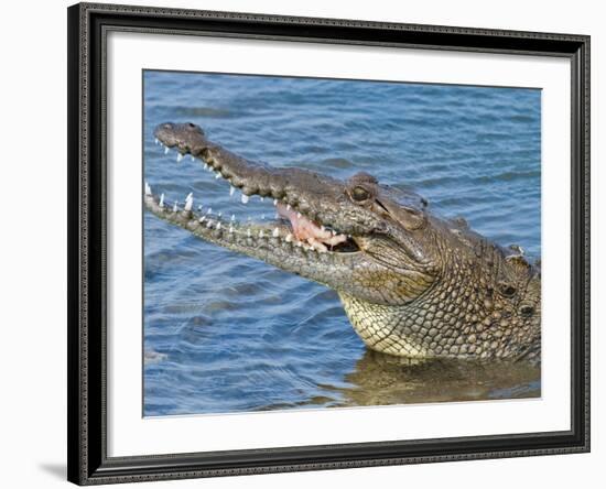 Saltwater Crocodile in Punta Sur Park, Isla De Cozumel (Cozumel Island), Cozumel, Mexico-Michael DeFreitas-Framed Photographic Print