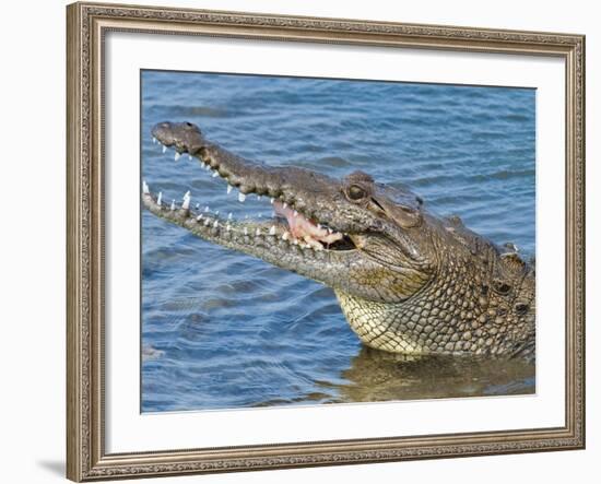 Saltwater Crocodile in Punta Sur Park, Isla De Cozumel (Cozumel Island), Cozumel, Mexico-Michael DeFreitas-Framed Photographic Print