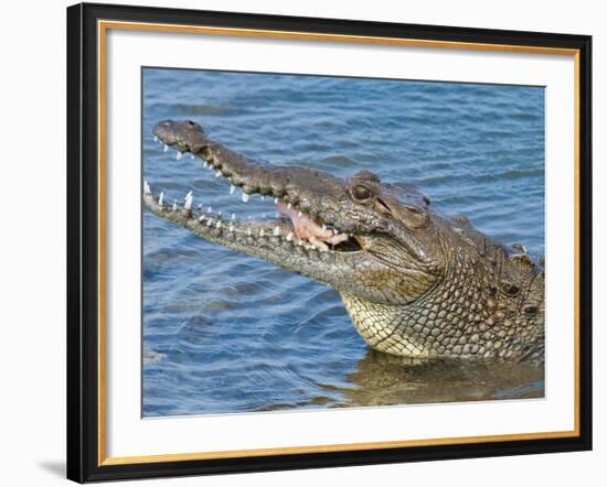 Saltwater Crocodile in Punta Sur Park, Isla De Cozumel (Cozumel Island), Cozumel, Mexico-Michael DeFreitas-Framed Photographic Print