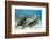 Saltwater Crocodile Swimming near a Coral Reef (Crocodylus Porosus), Micronesia, Palau-Reinhard Dirscherl-Framed Photographic Print