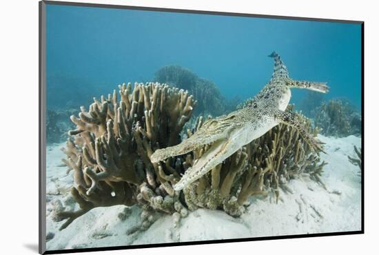 Saltwater Crocodile Swimming near a Coral Reef (Crocodylus Porosus), Micronesia, Palau-Reinhard Dirscherl-Mounted Photographic Print