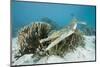 Saltwater Crocodile Swimming near a Coral Reef (Crocodylus Porosus), Micronesia, Palau-Reinhard Dirscherl-Mounted Photographic Print